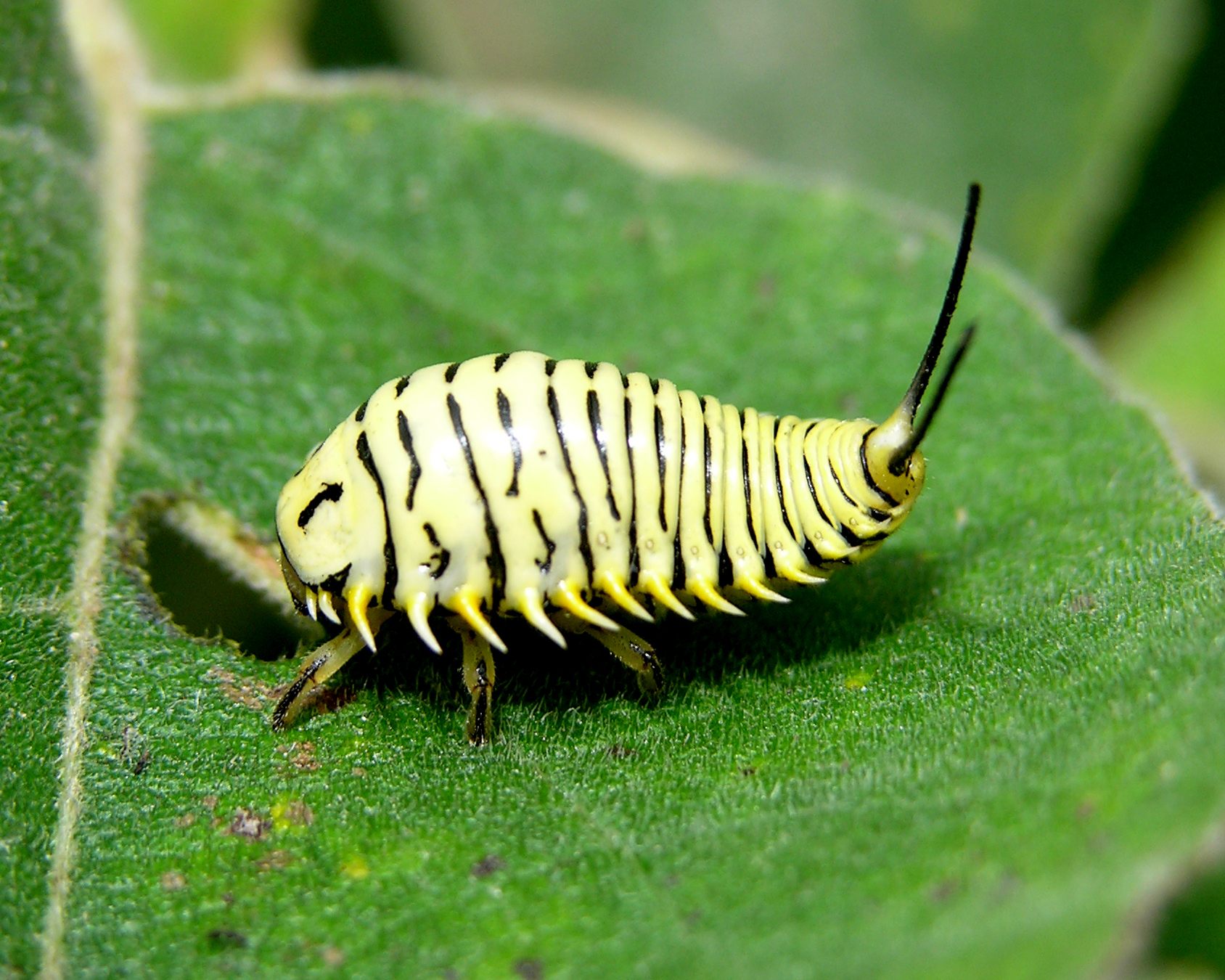 Physonota