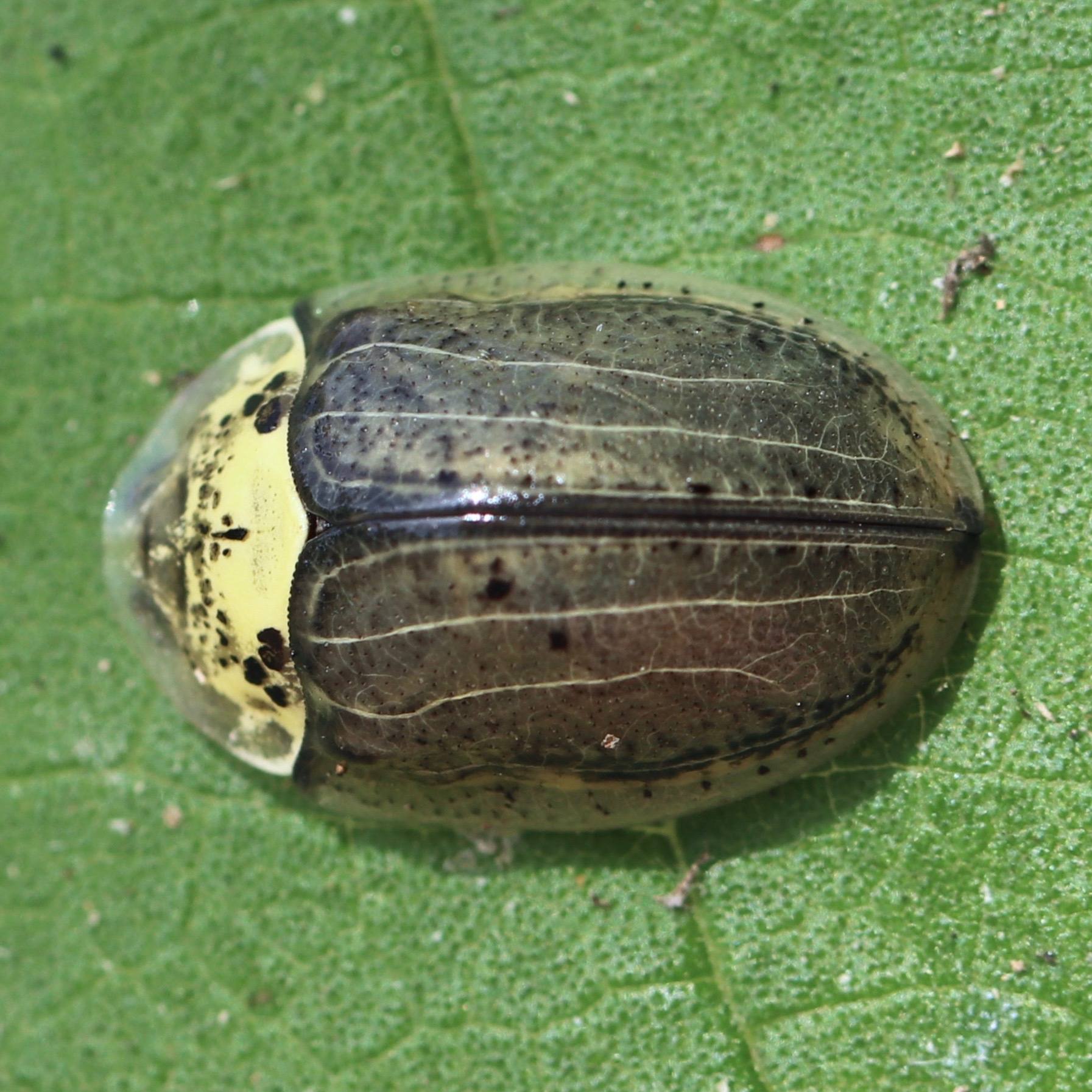 Physonota