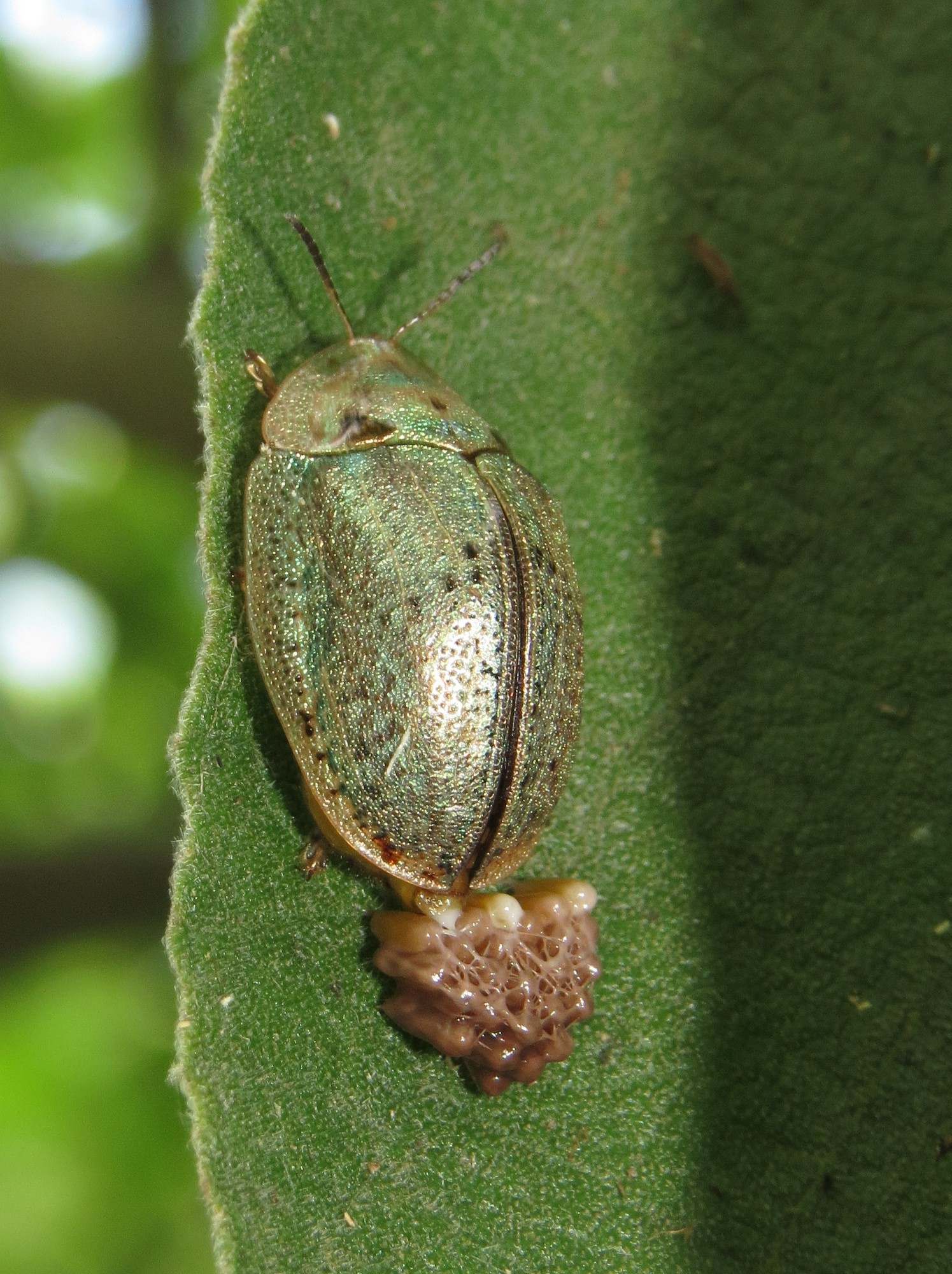 Physonota