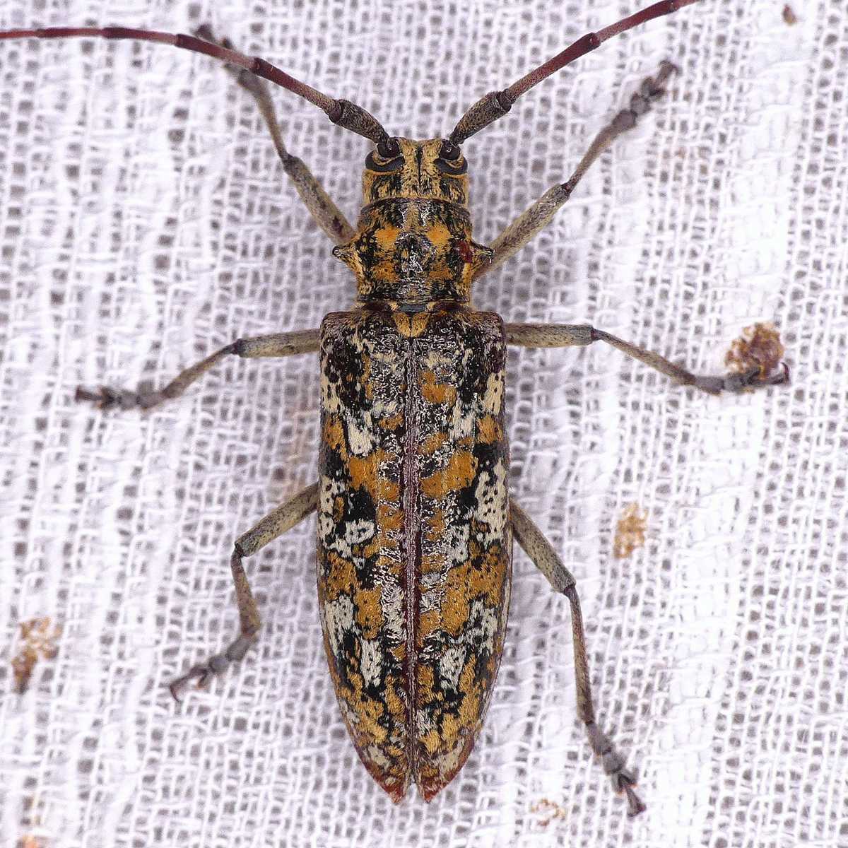 Monochamus marmorator