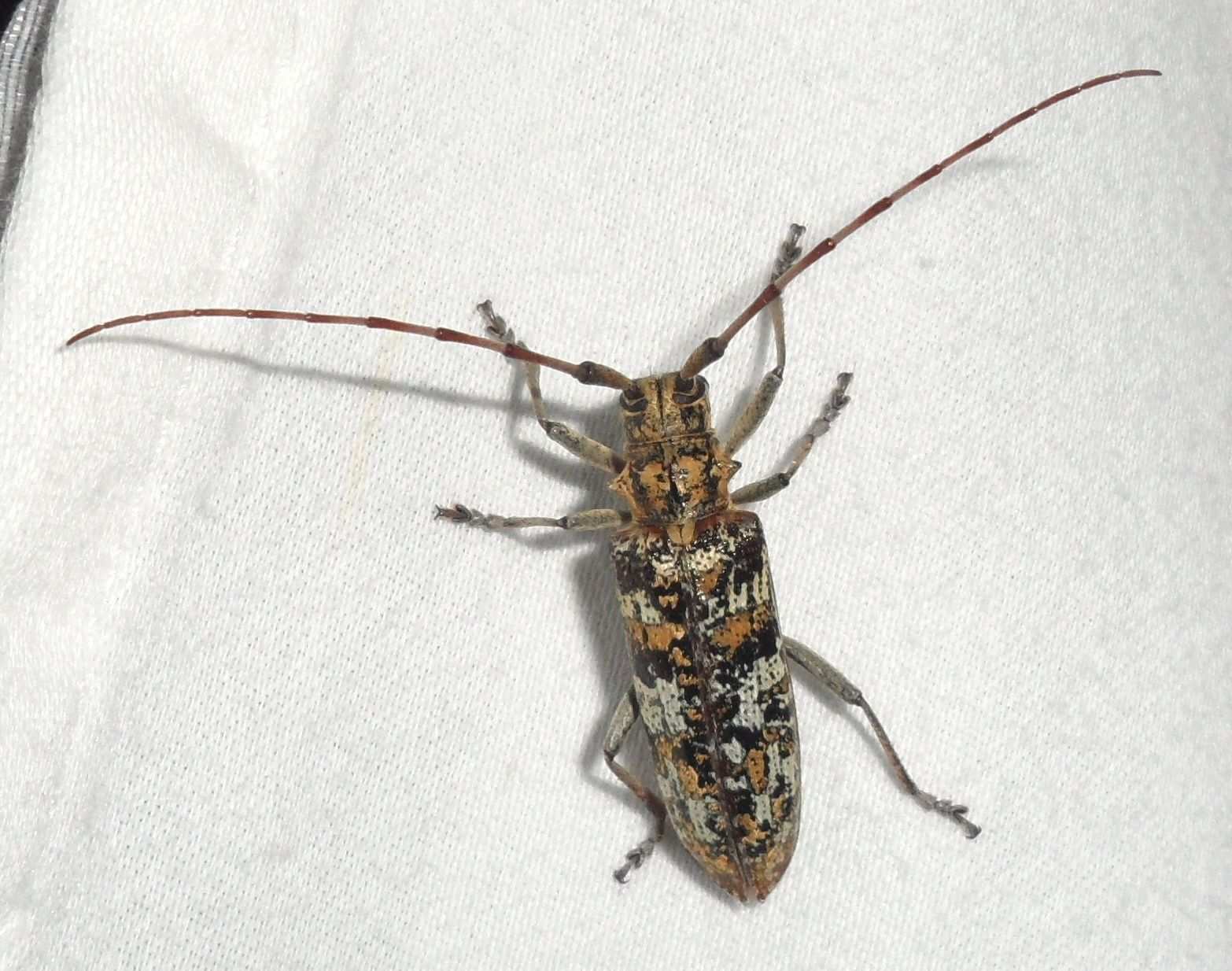 Monochamus marmorator
