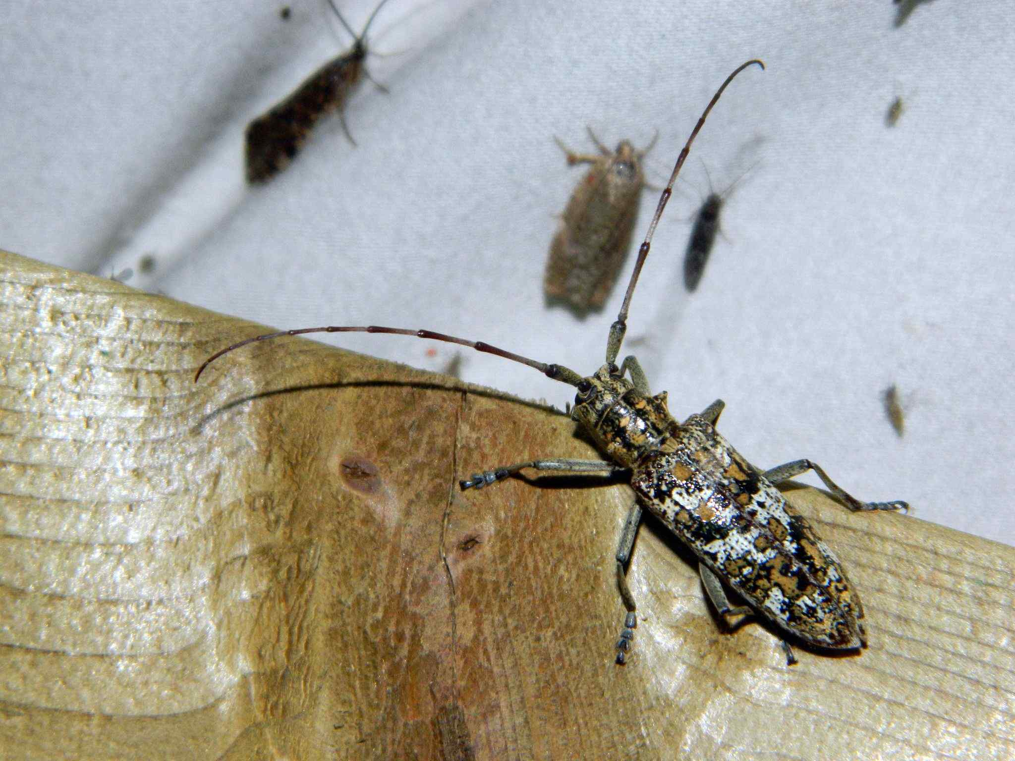 Monochamus marmorator