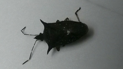 Proxys victor