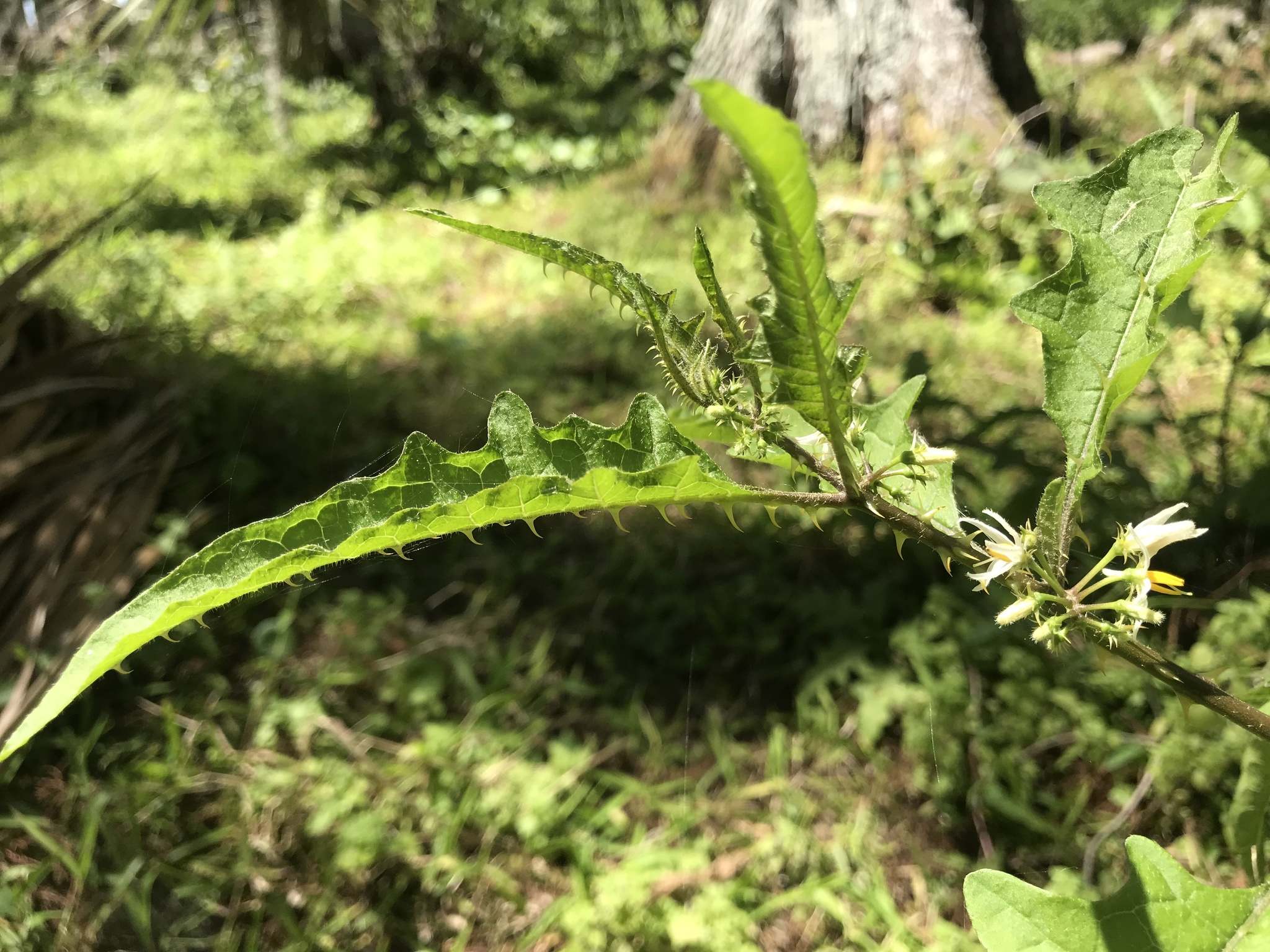 Solanum tampicense