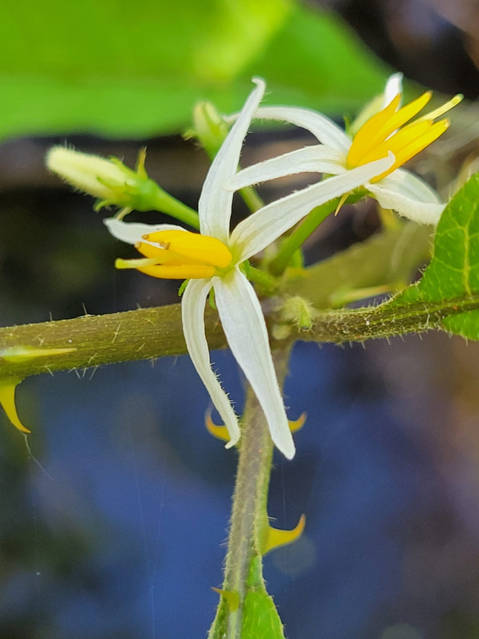 Solanum tampicense