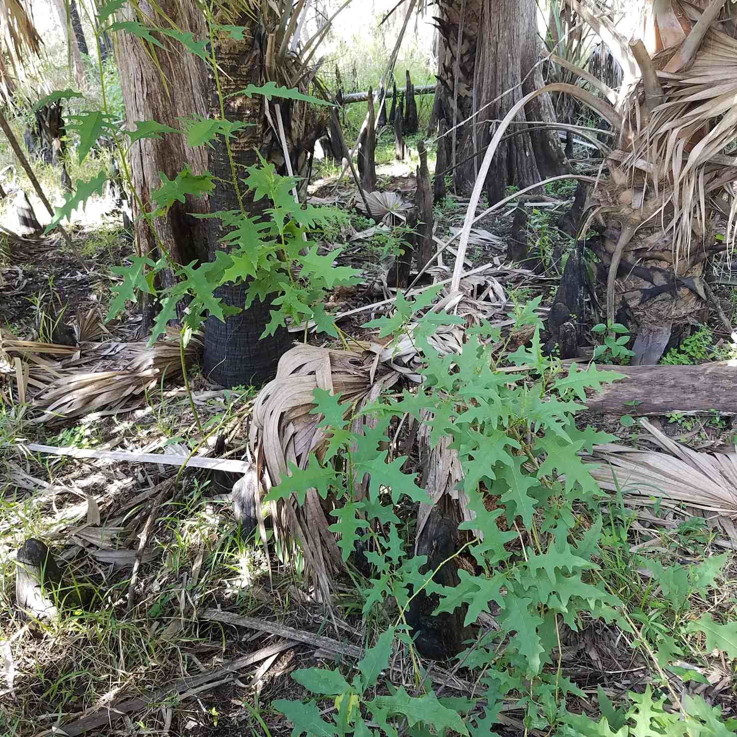 Solanum tampicense