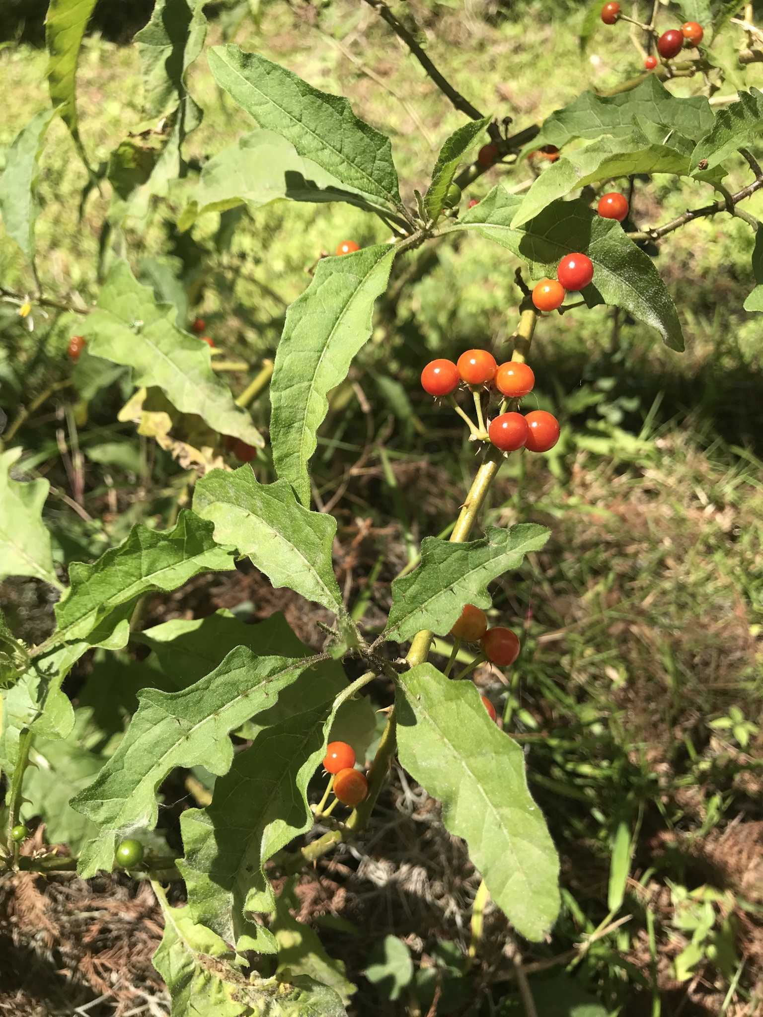 Solanum tampicense
