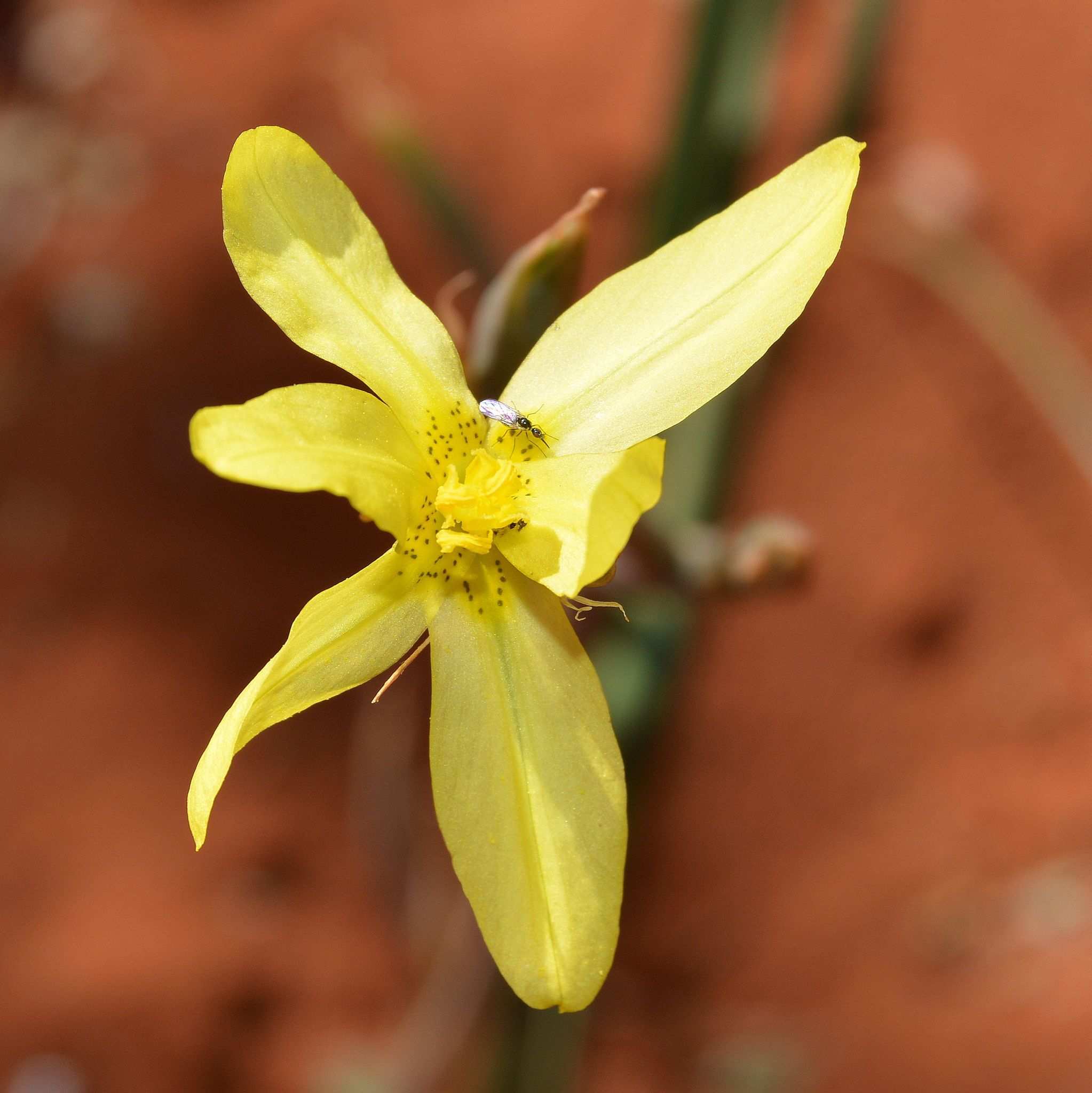 Moraea pallida