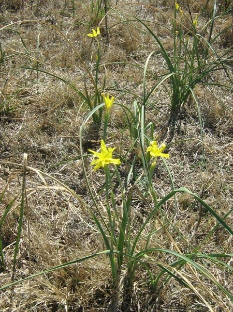 Moraea pallida