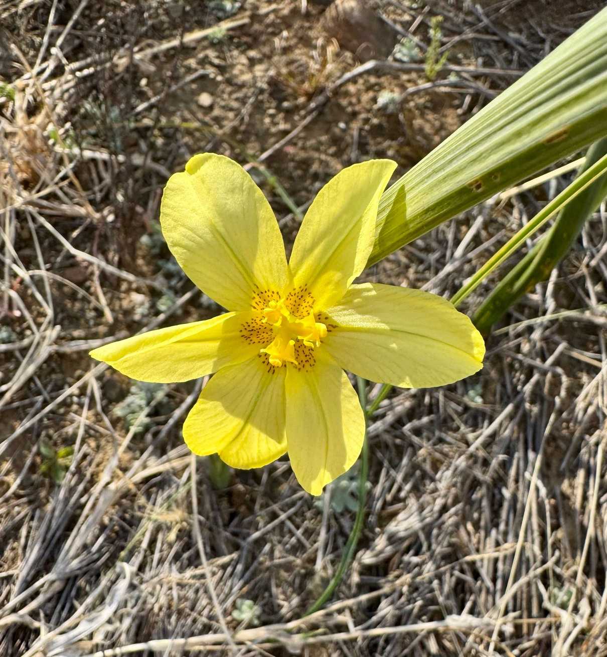Moraea pallida