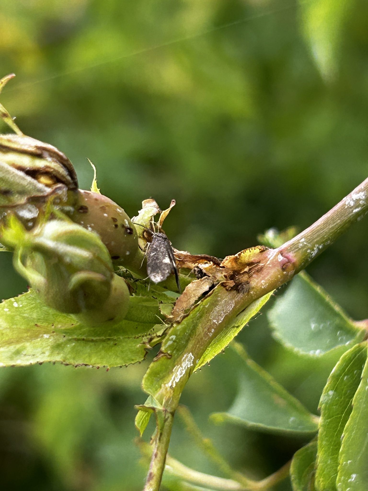 Lampronia morosa