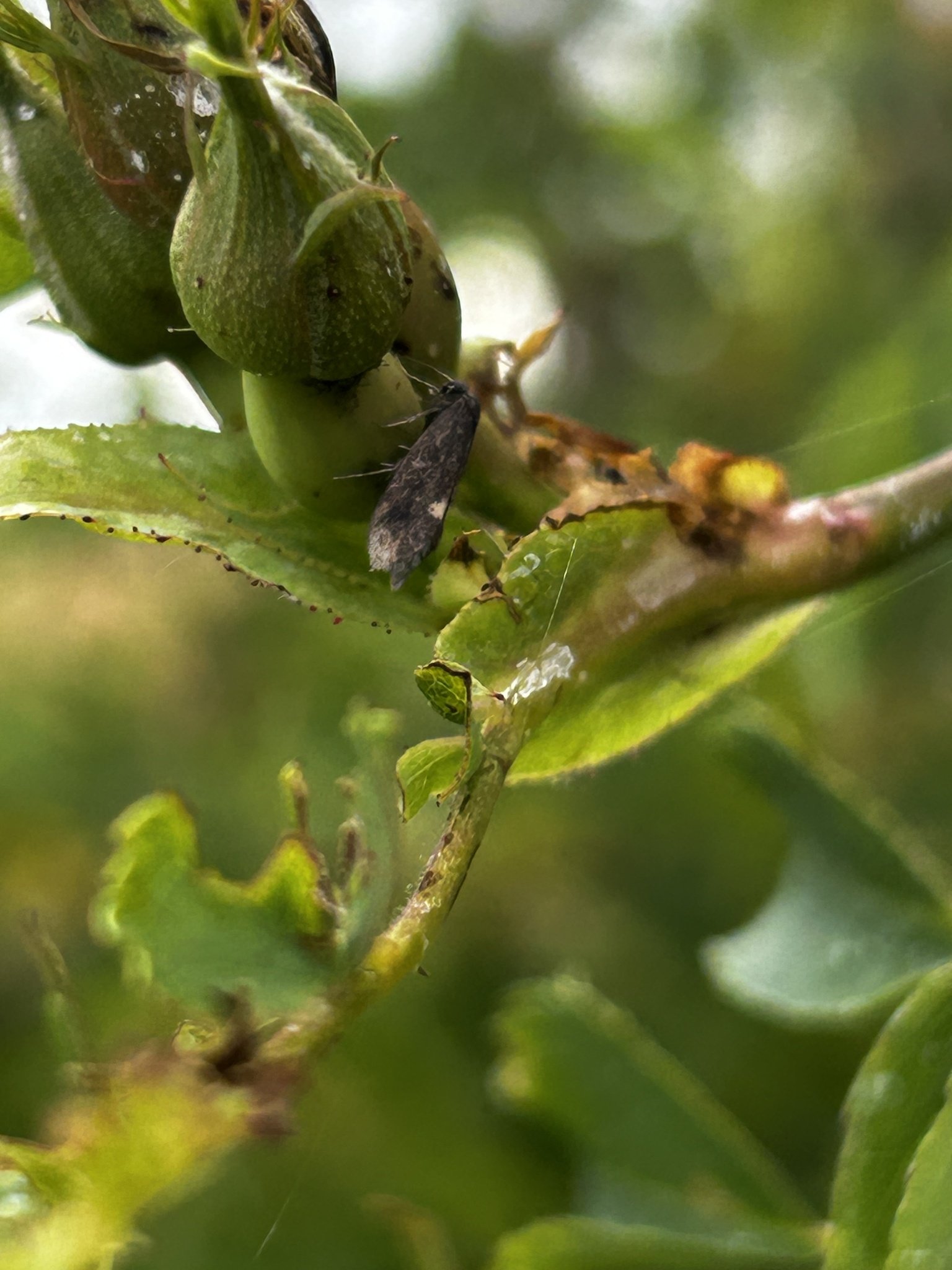 Lampronia morosa
