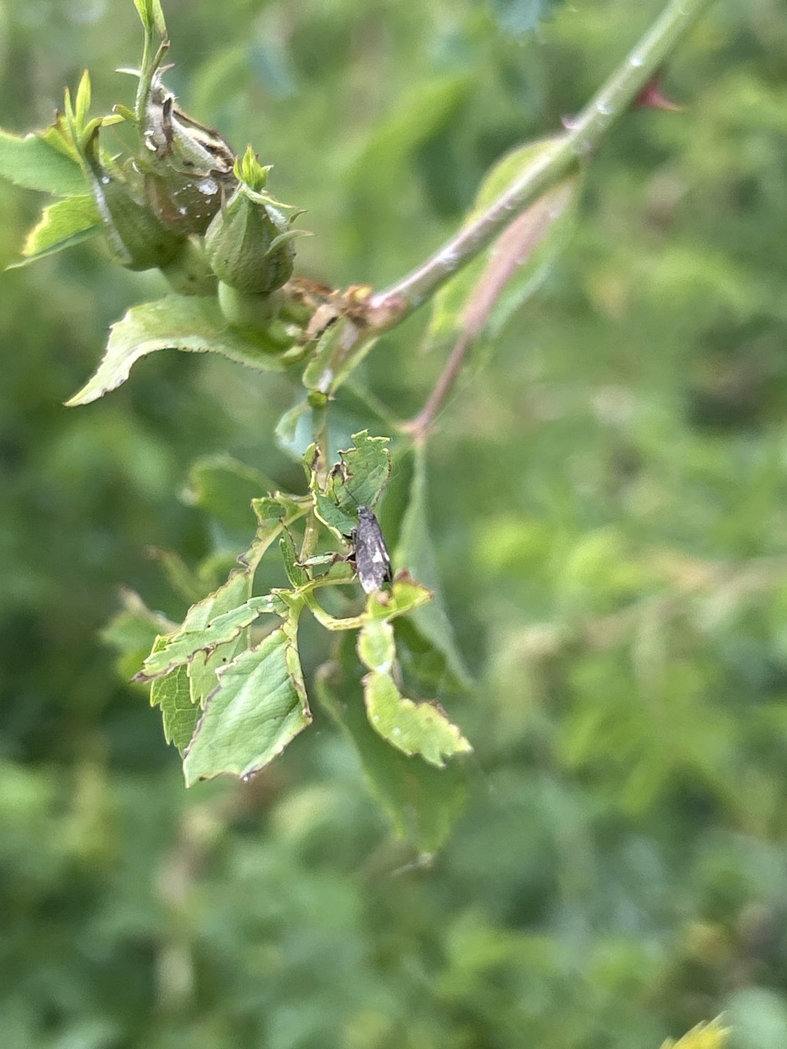 Lampronia morosa