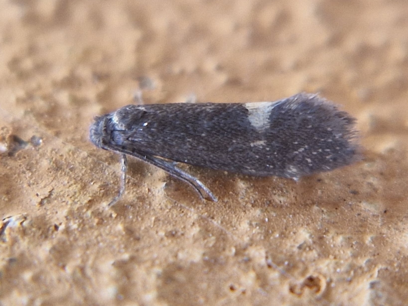 Lampronia morosa