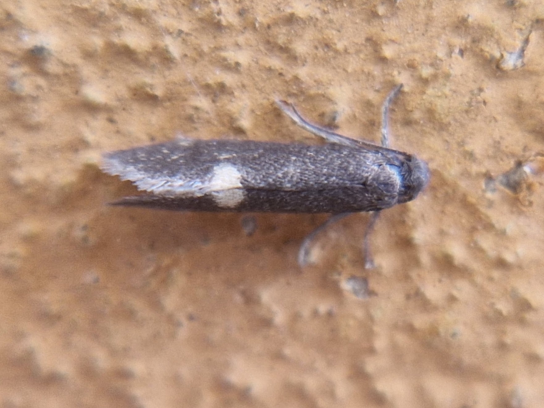 Lampronia morosa