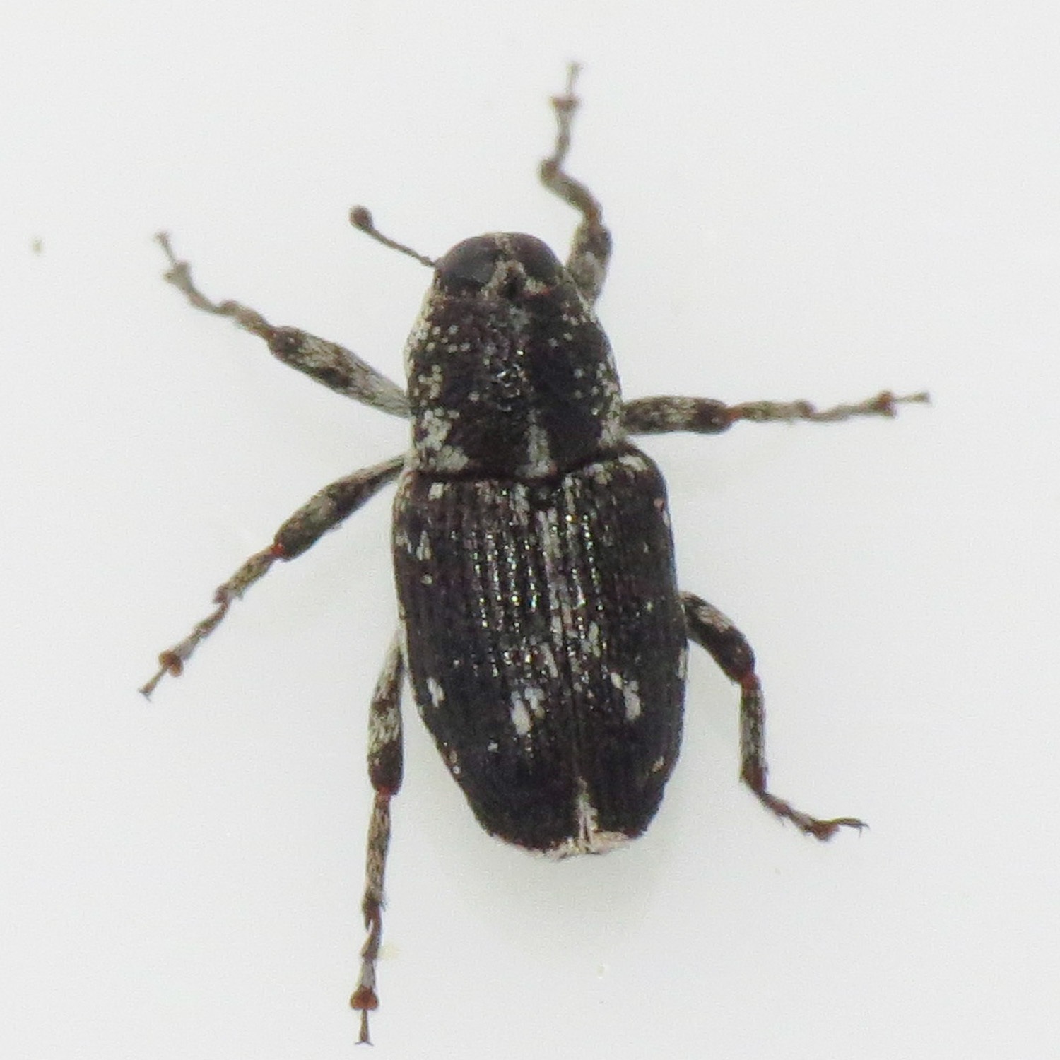 Cylindrocopturus