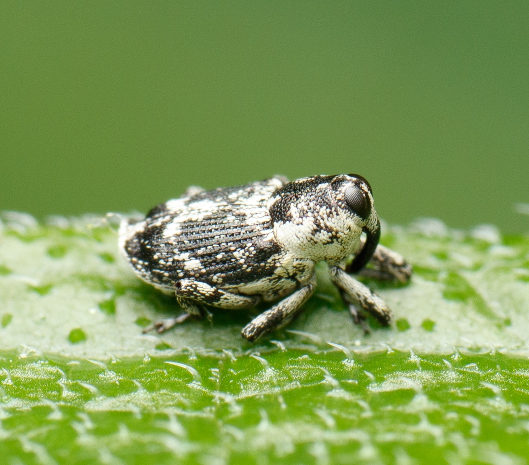 Cylindrocopturus