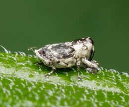 Cylindrocopturus