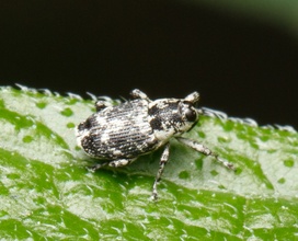 Cylindrocopturus