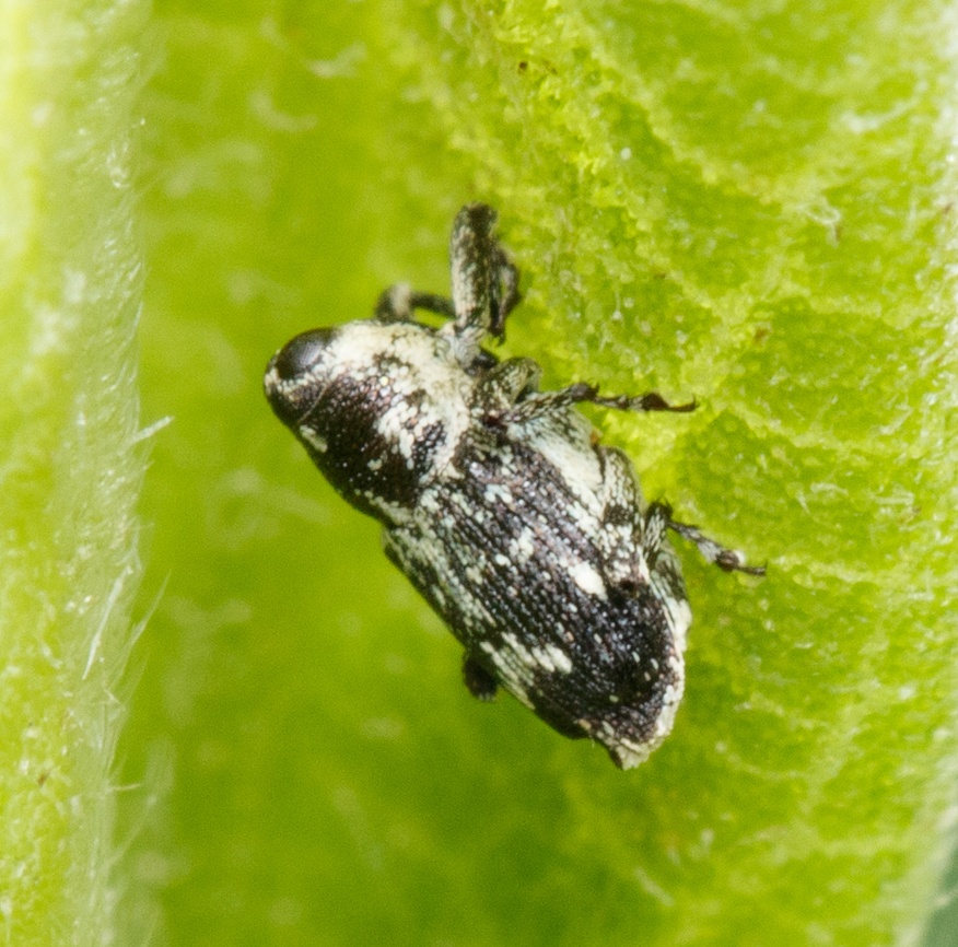 Cylindrocopturus