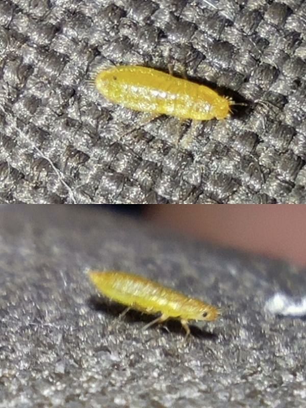 Atheroides serrulatus