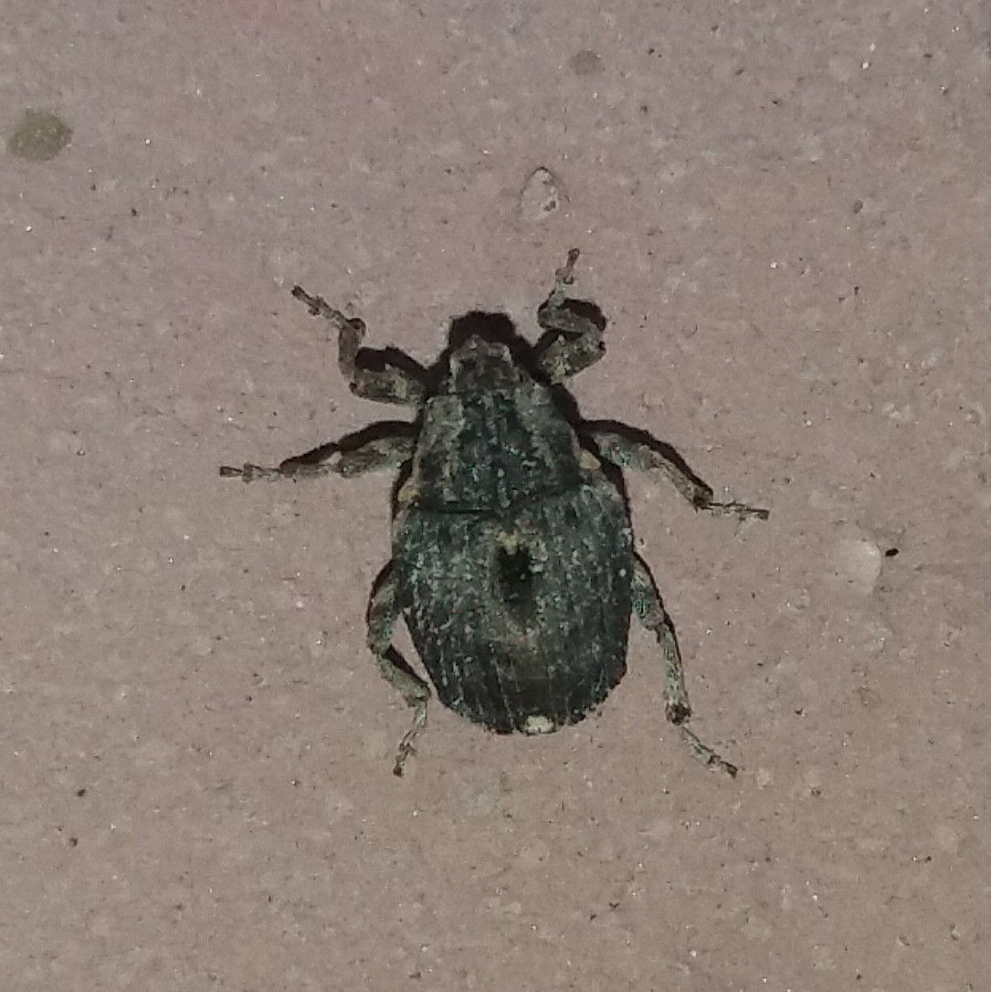 Stenocarus cardui
