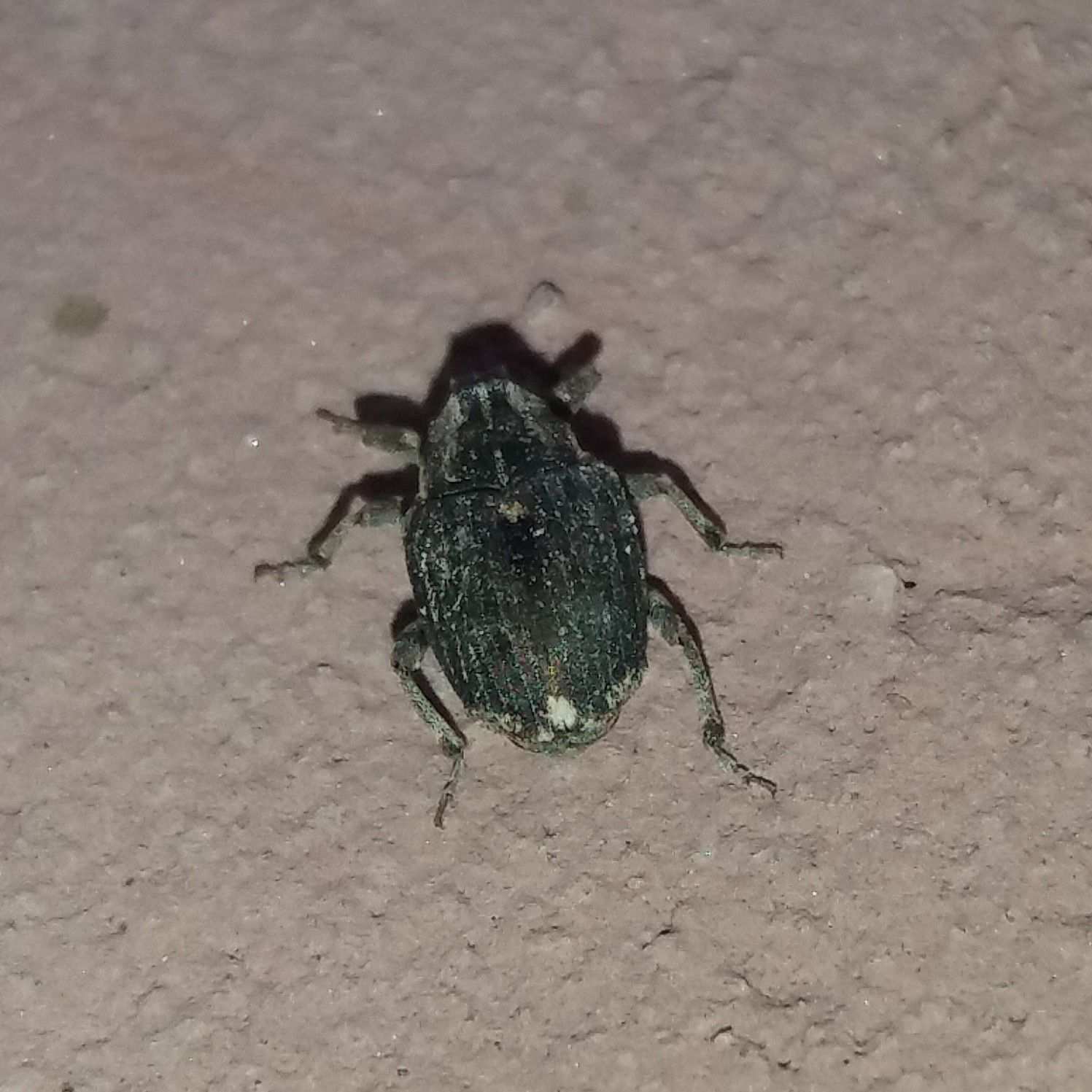 Stenocarus cardui