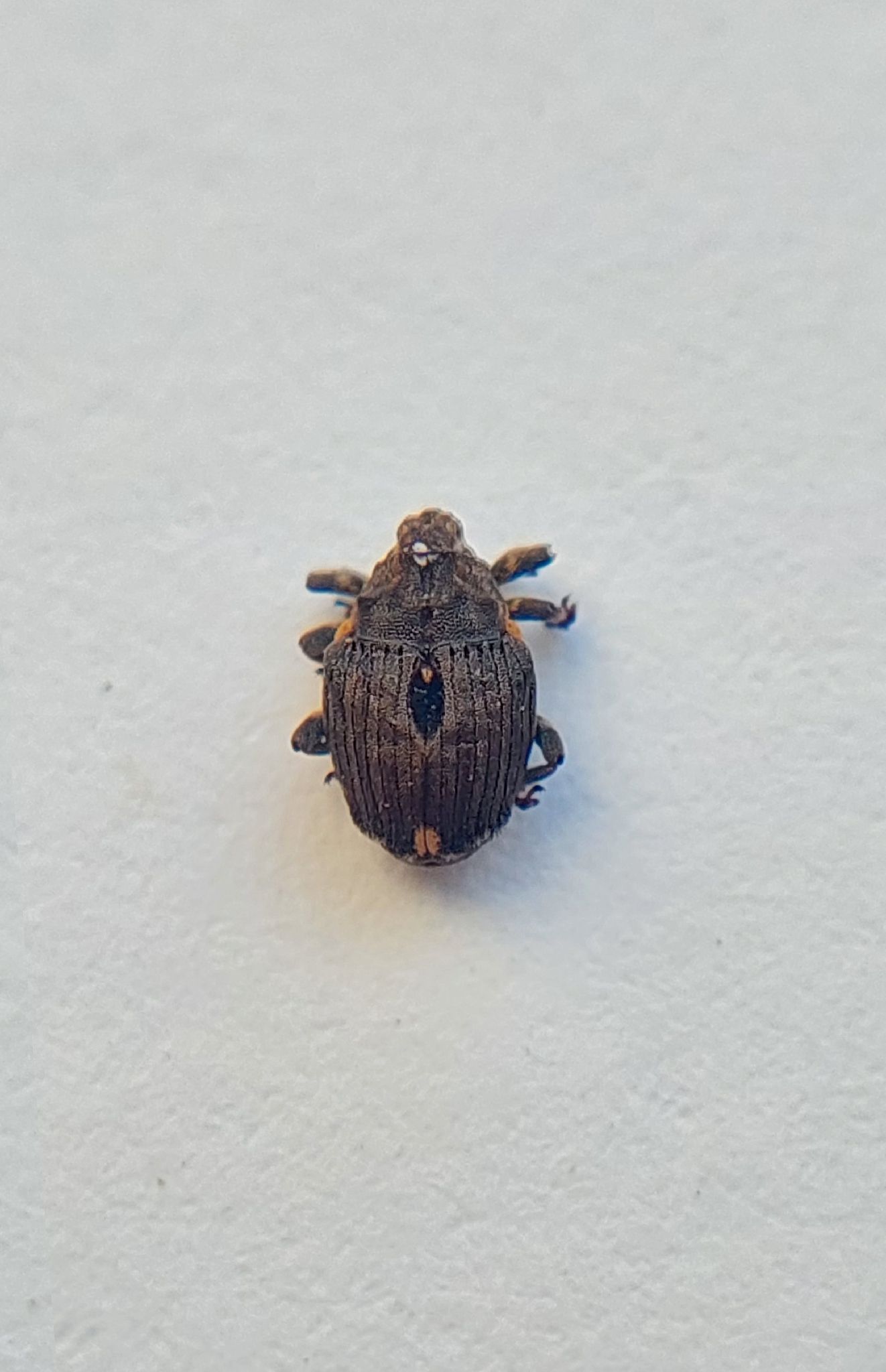 Stenocarus cardui