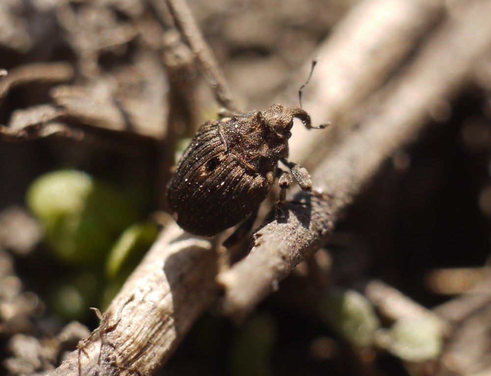 Stenocarus cardui