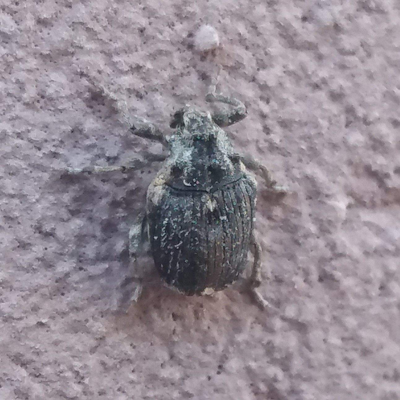 Stenocarus cardui