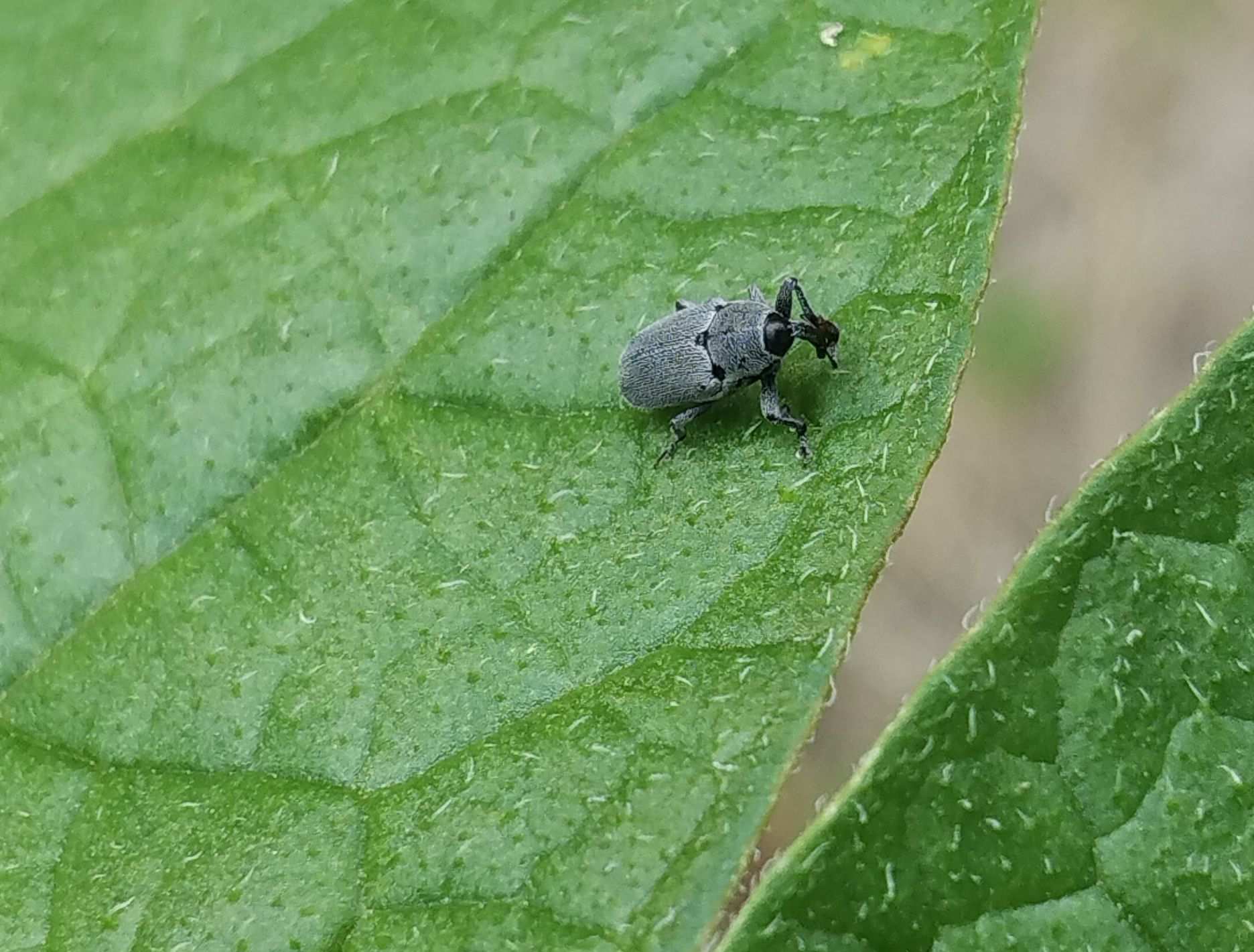 Trichobaris trinotata