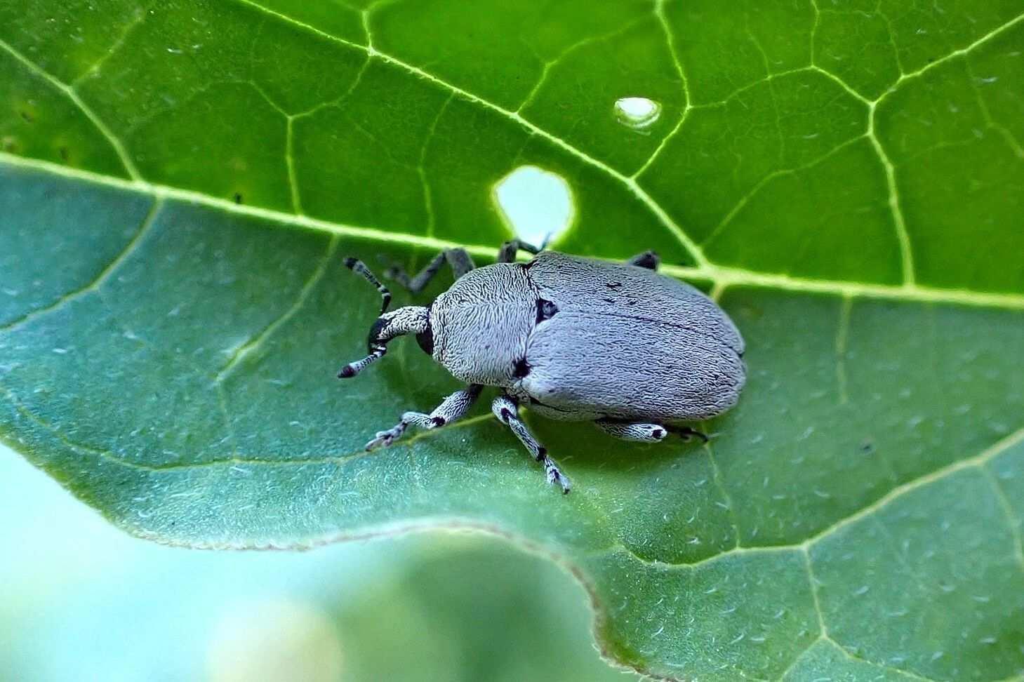 Trichobaris trinotata