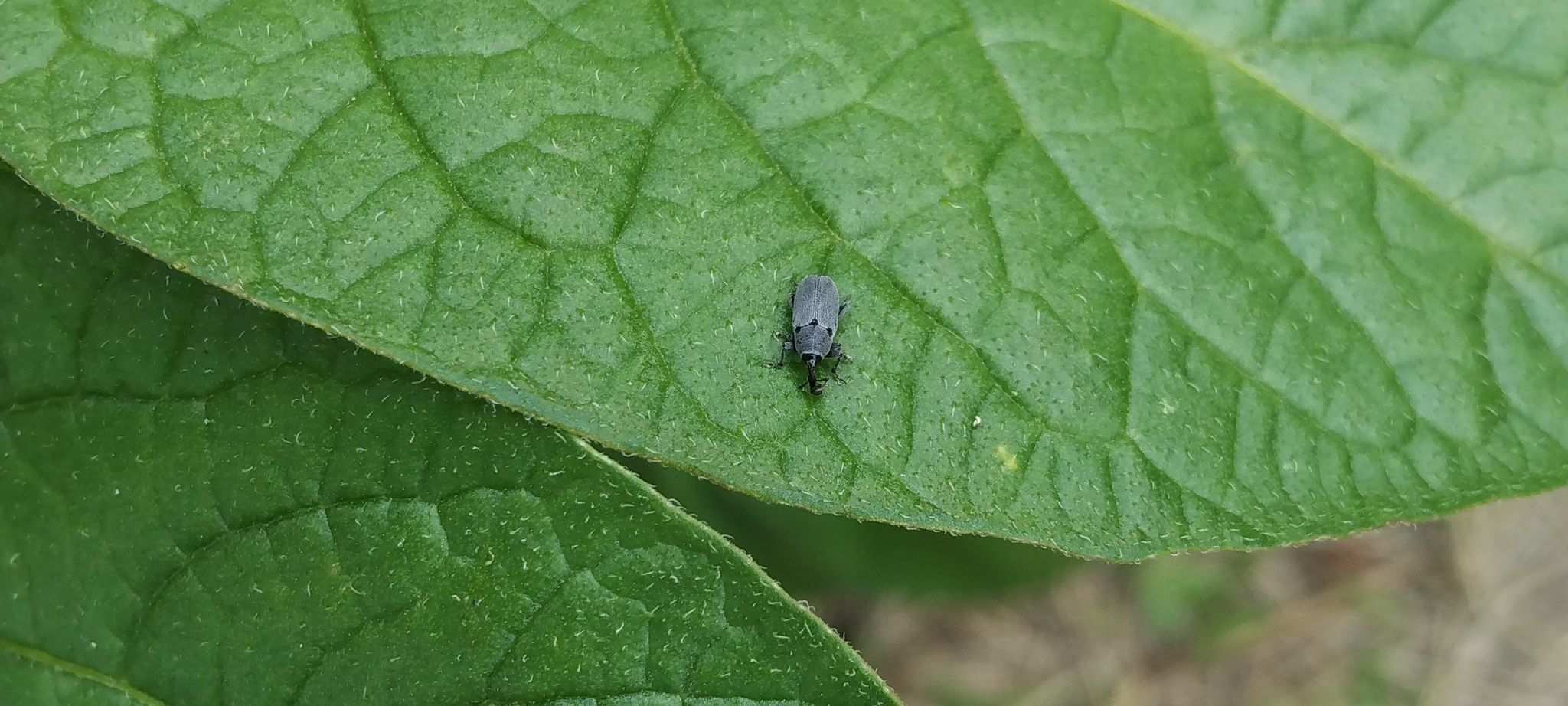 Trichobaris trinotata
