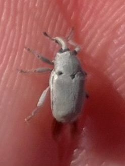 Trichobaris trinotata