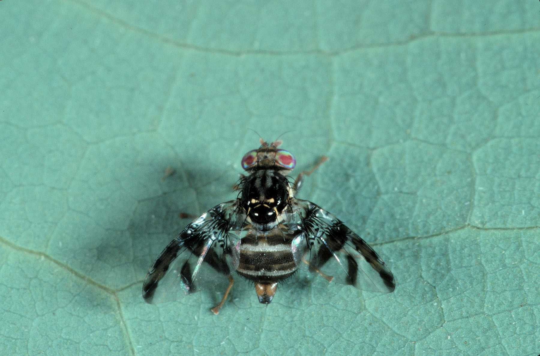 Ceratitis pedestris