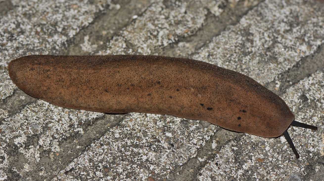 Valiguna siamensis