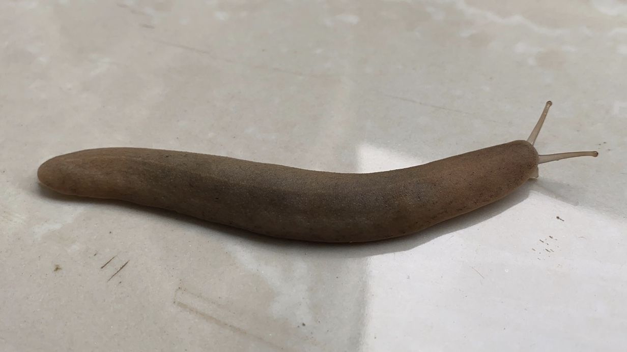 Valiguna siamensis