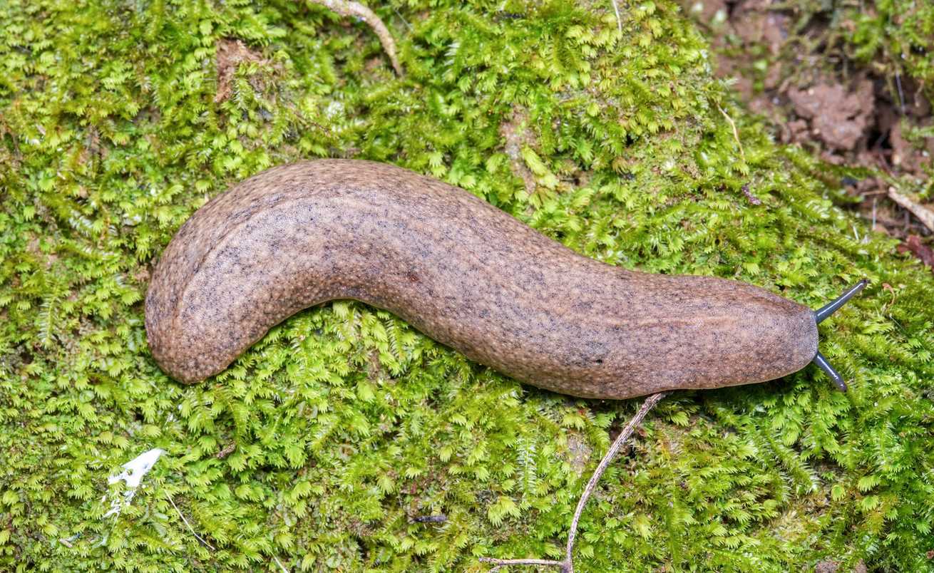 Valiguna siamensis