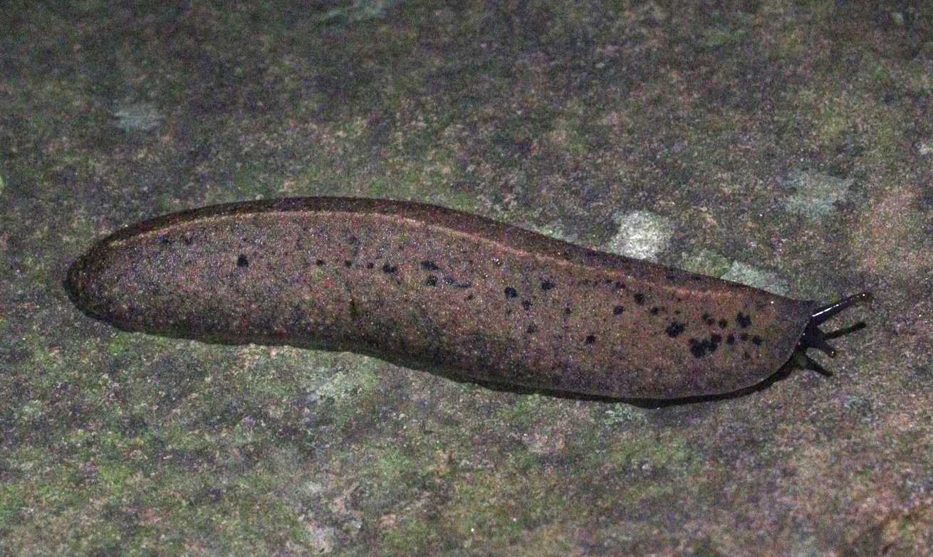 Valiguna siamensis
