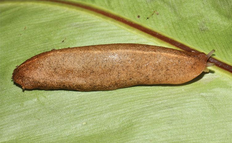 Valiguna siamensis