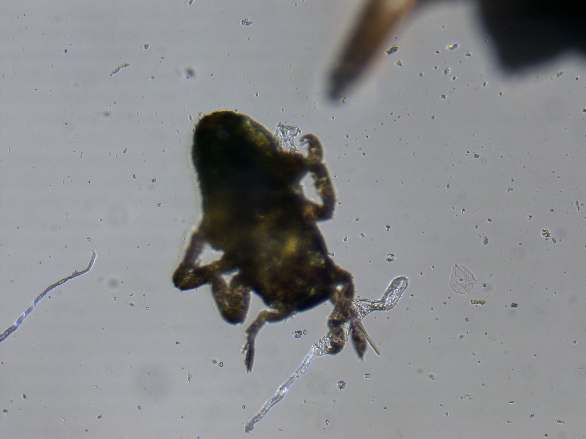 Cacopsylla chinensis