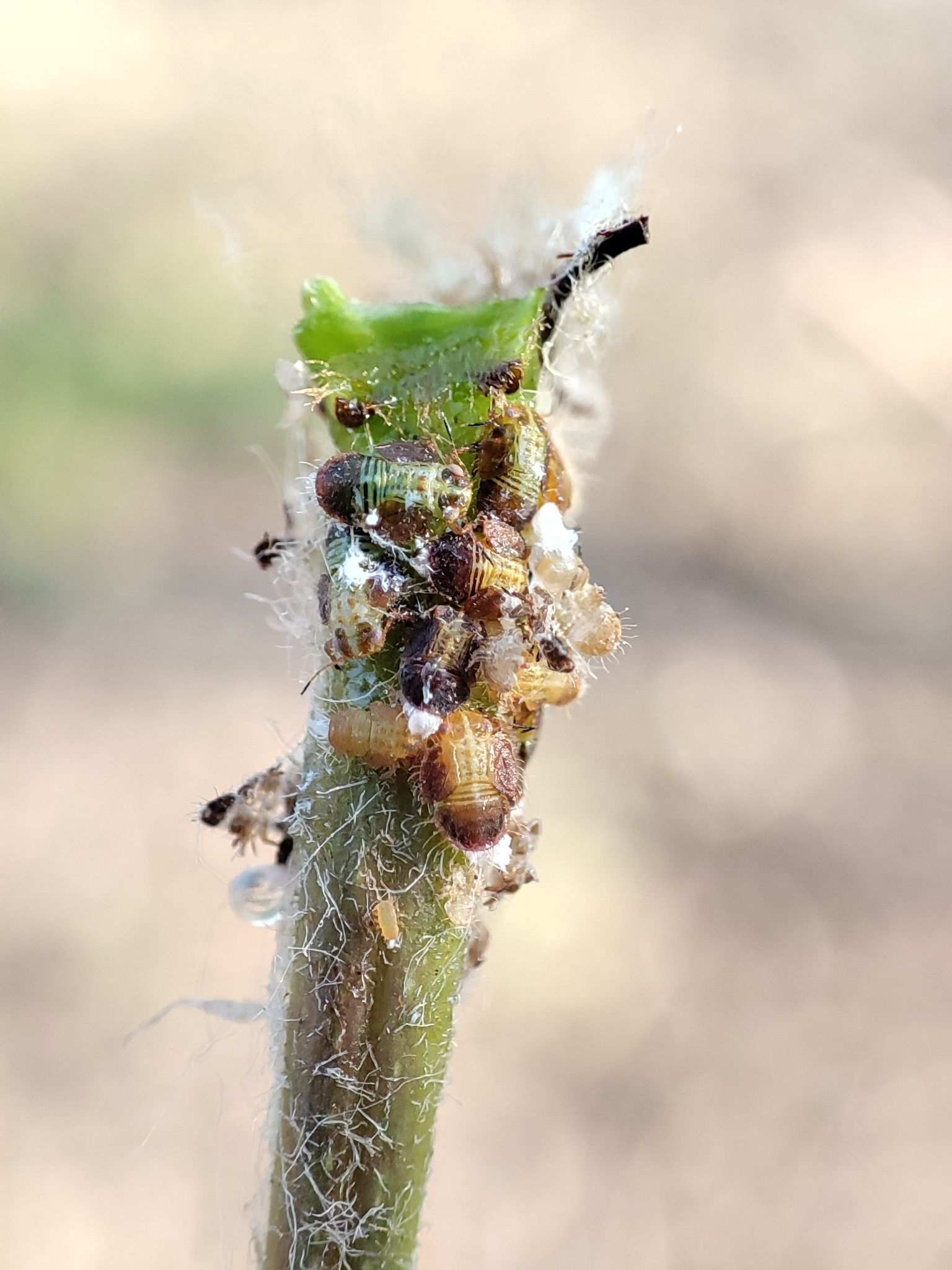 Cacopsylla chinensis