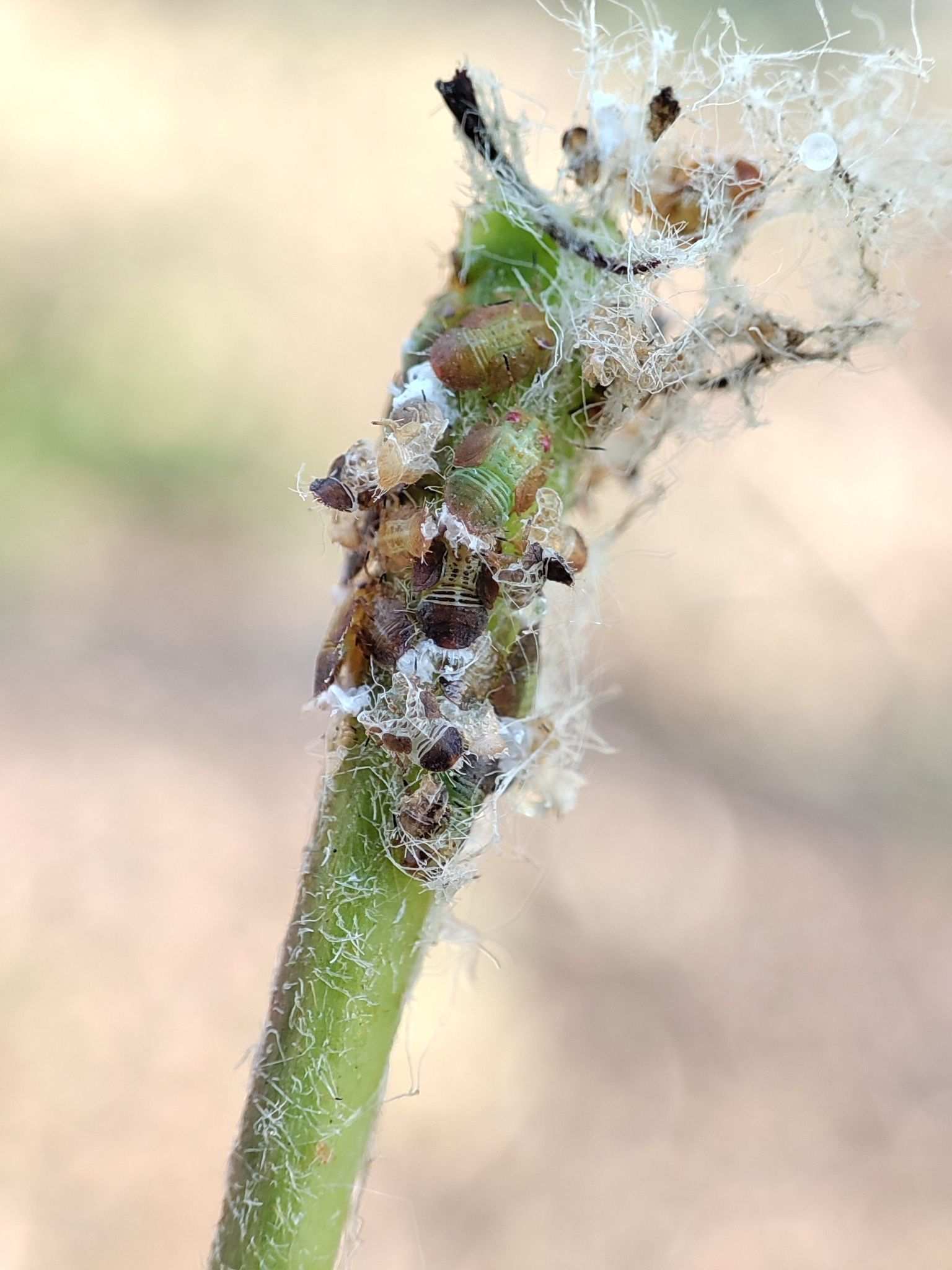 Cacopsylla chinensis