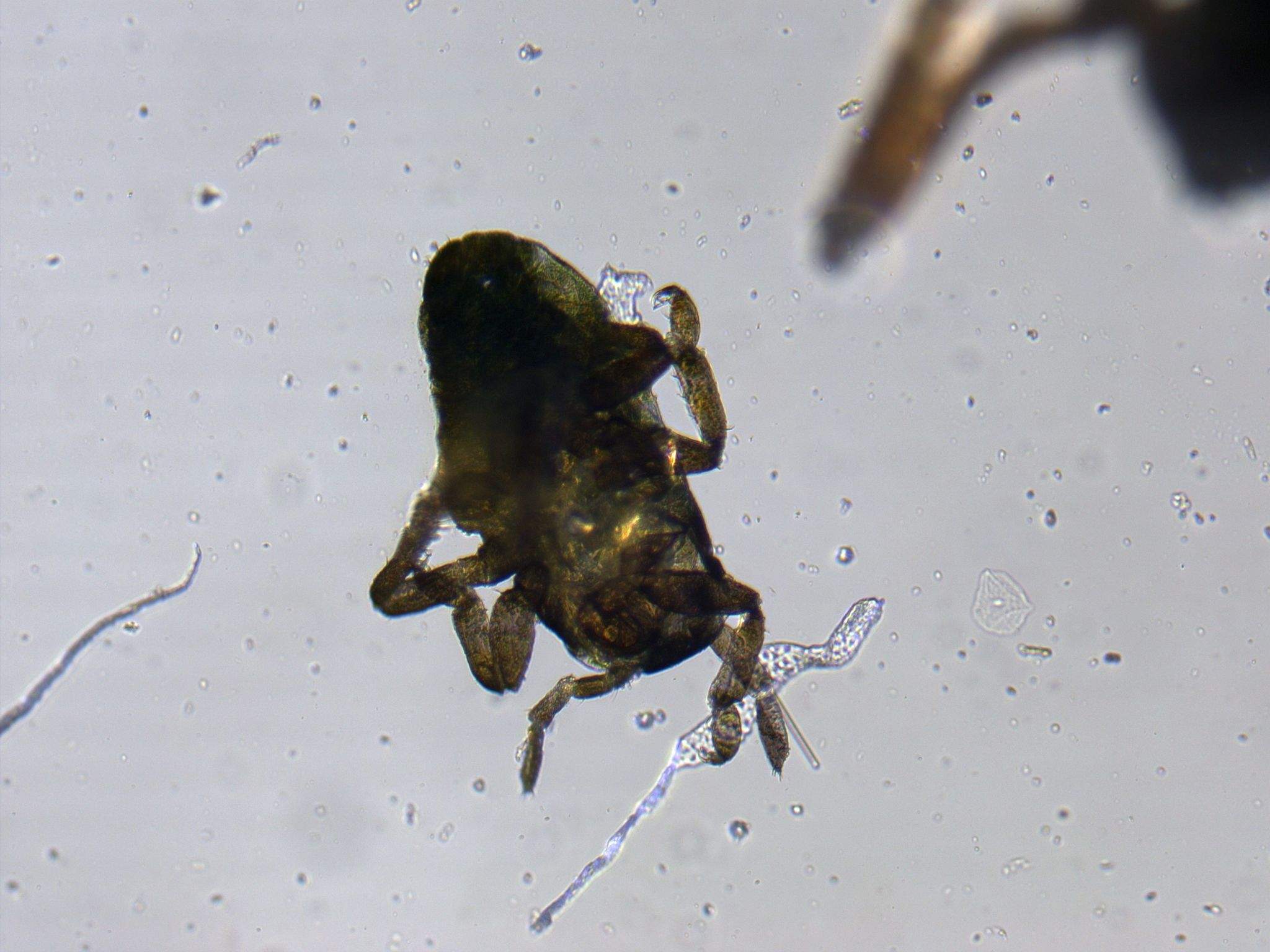 Cacopsylla chinensis