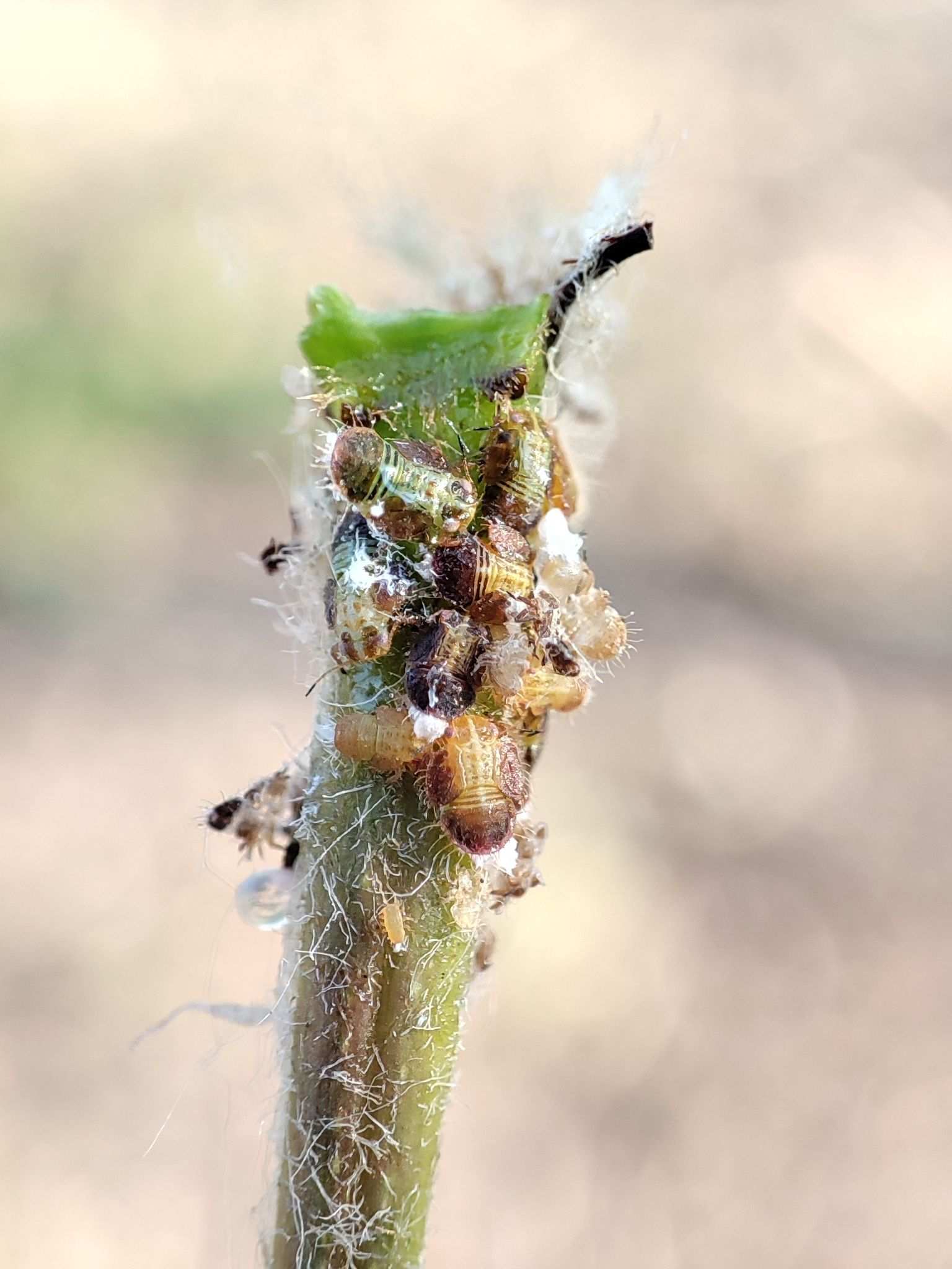 Cacopsylla chinensis
