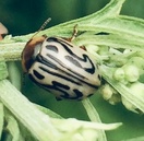 Zygogramma bicolorata
