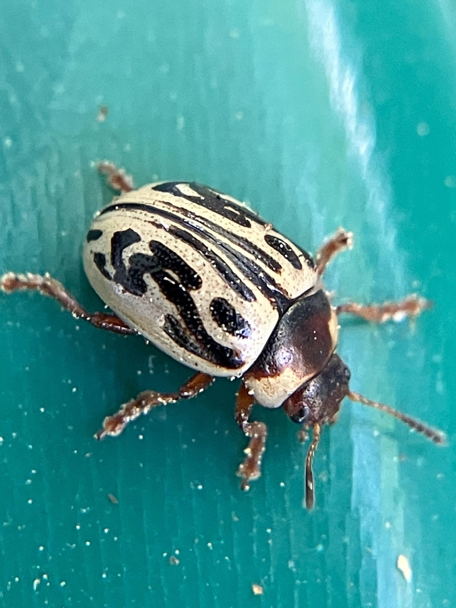 Zygogramma bicolorata