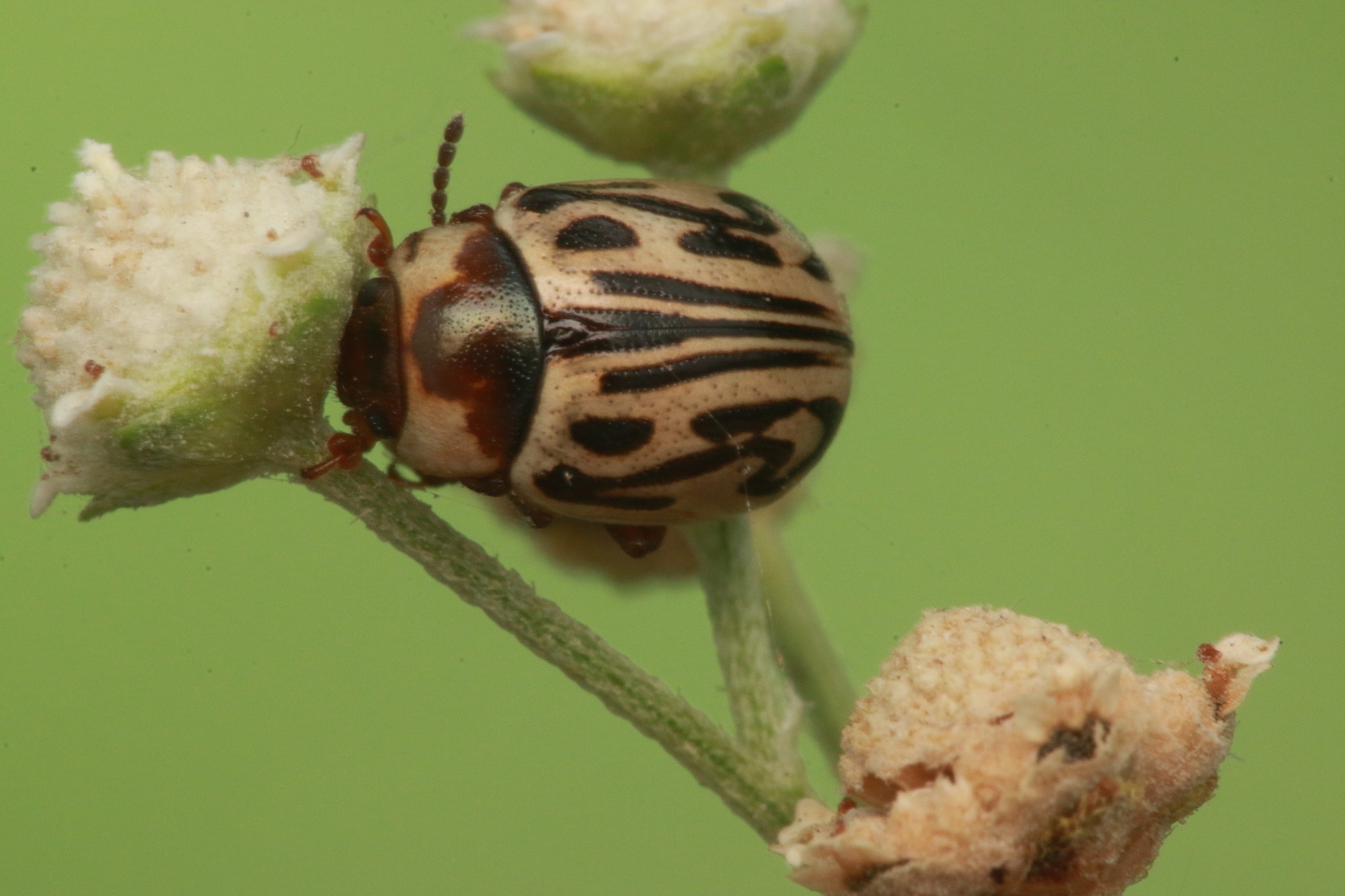 Zygogramma bicolorata