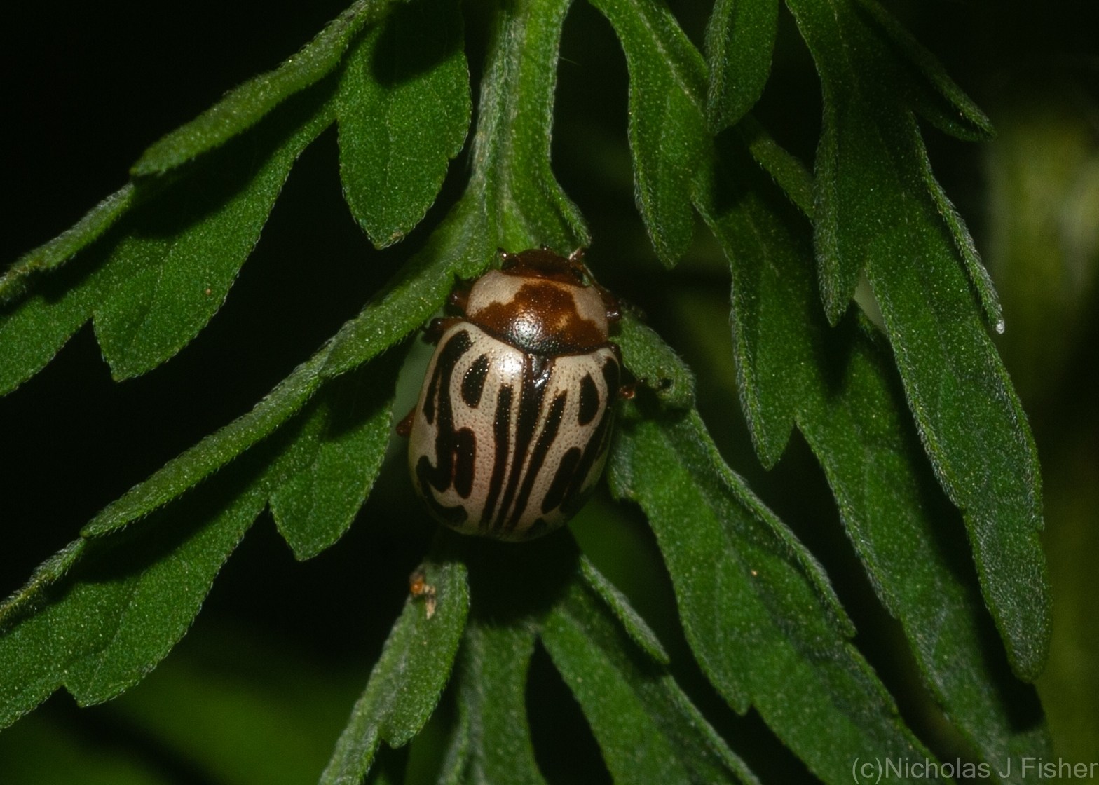 Zygogramma bicolorata