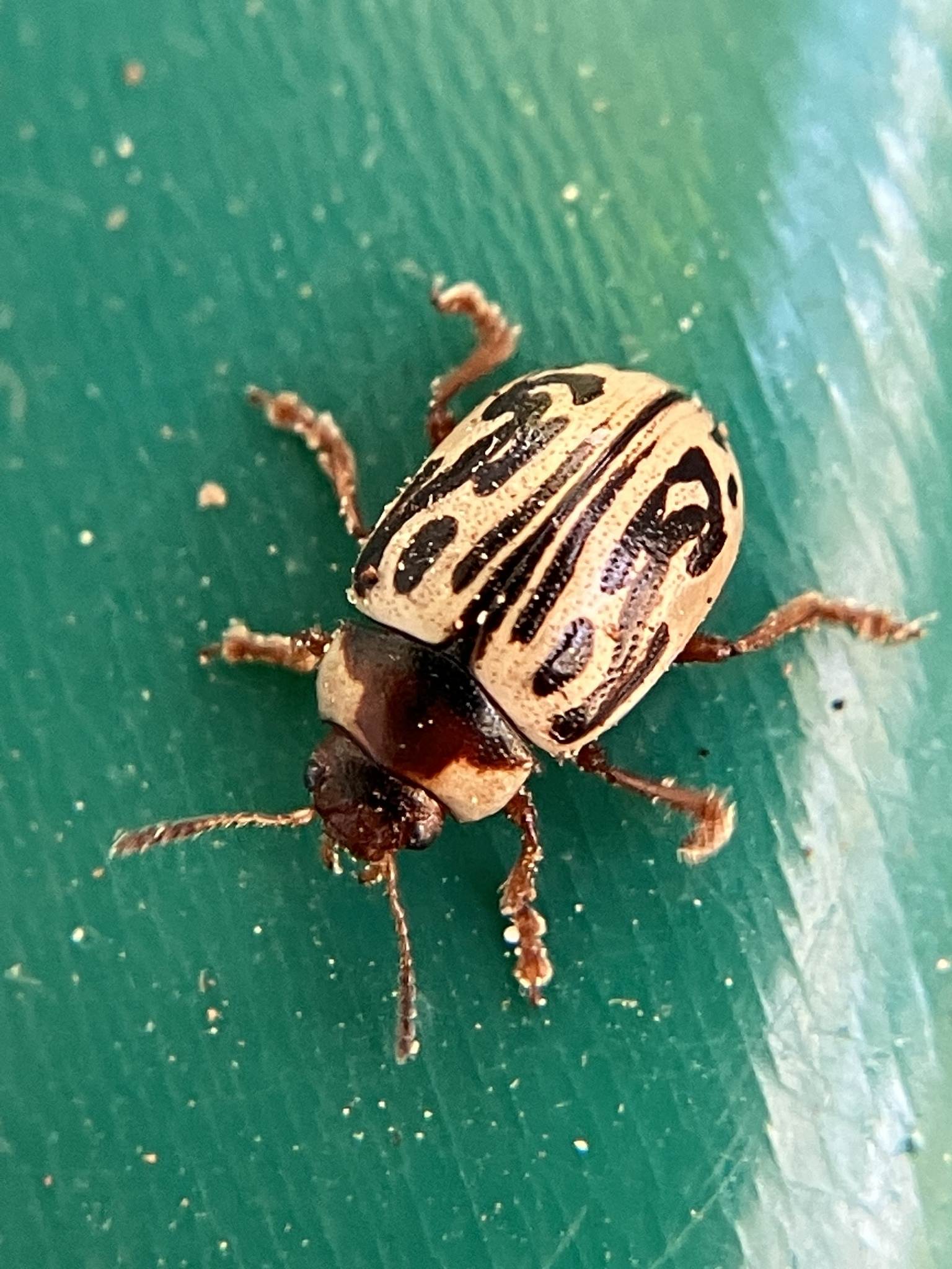 Zygogramma bicolorata
